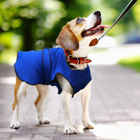 immagine-2-easycomfort-easycomfort-pettorina-rinfrescante-per-cani-di-taglia-media-in-microfibra-blu-ean-8054111842112